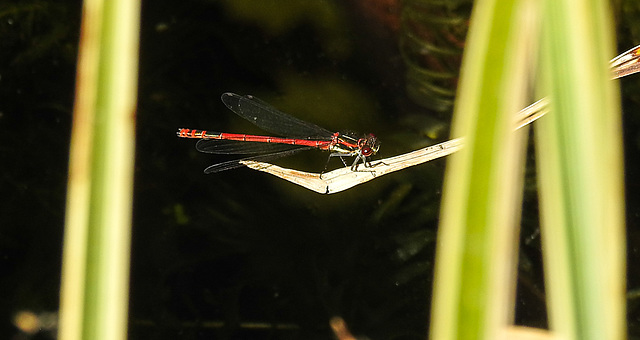 20220515 0938CPw [D~LIP] Adonislibelle (Pyrrhosoma nymphula), Bad Salzuflen