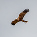 Marsh harrier