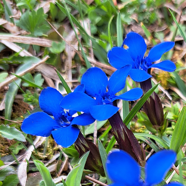 Frühlings-Enzian (Gentiana verna)