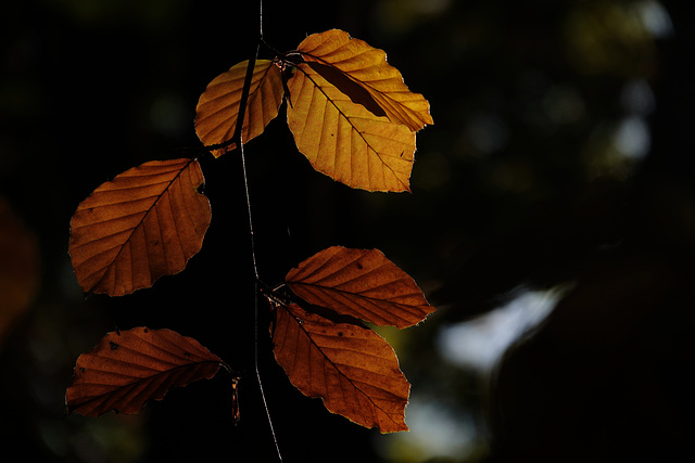 Herbstblühen