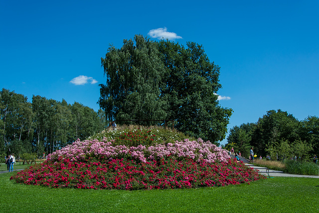 Rosenhügel auf der Gartenschau