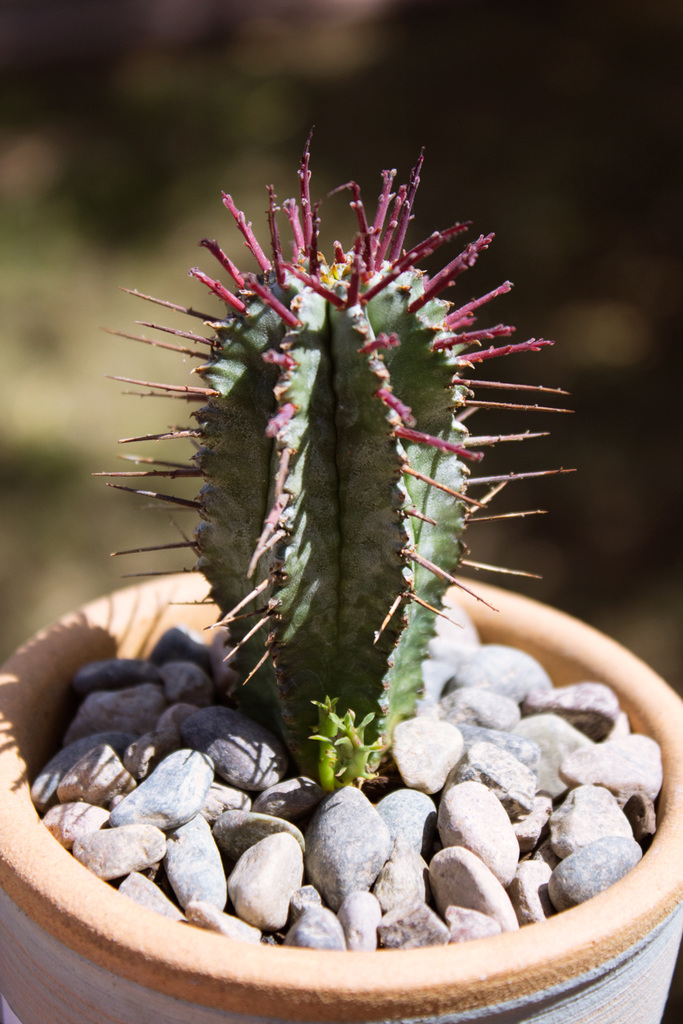 Snowflake (Euphorbia horrida)