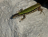 Passau- Wall Lizard