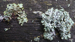 Lichen ID?