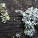 Lichen ID?