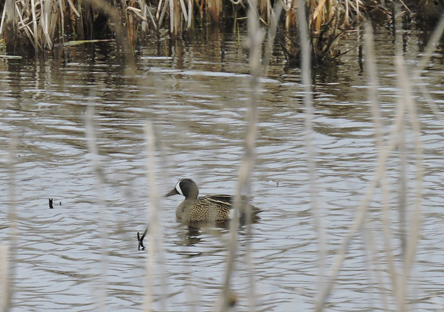 Blue-winged Teal