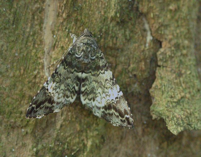 Moth IMG_7657