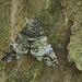 Moth IMG_7657