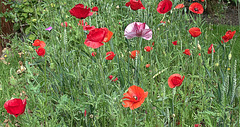 Poppies