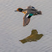 Teal in flight