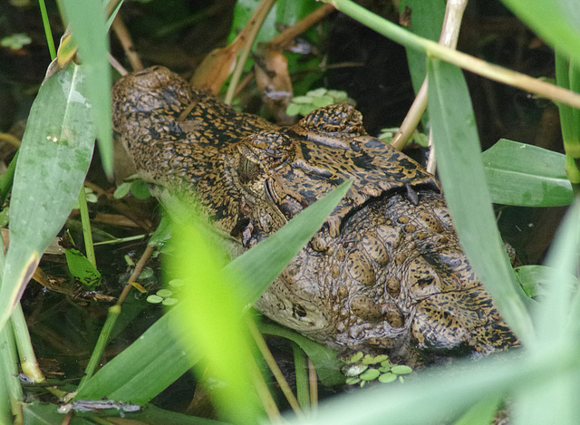 Spectacled Caiman