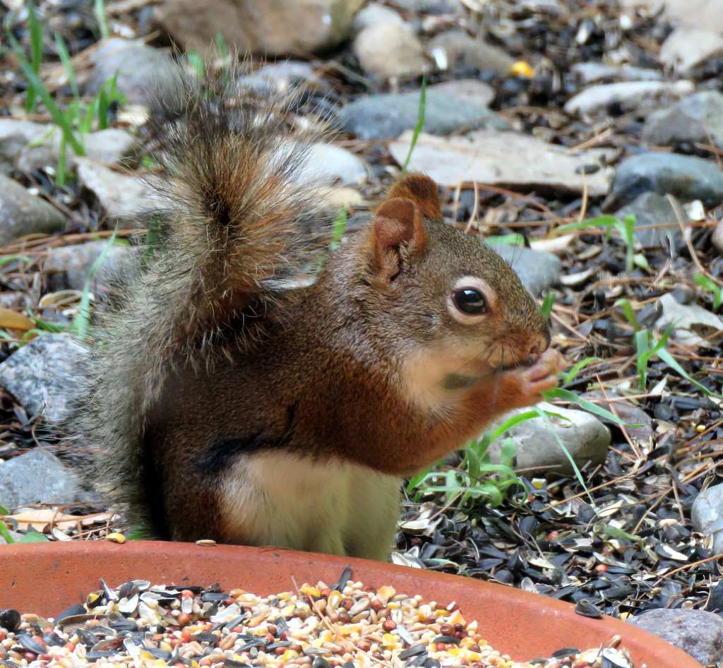 American Red Squirrel (Tamiasciurus hudsonicus)