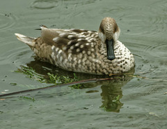 Mottled teal (2)