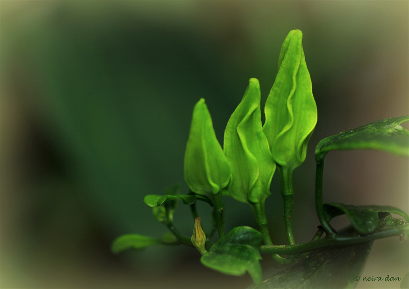 Green....flowers .....  It's spring  in- door