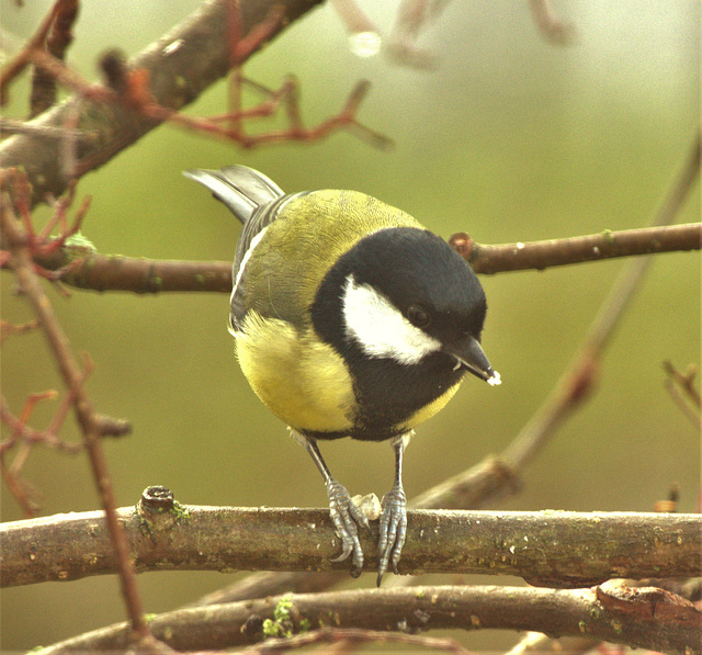 Great Tit 1