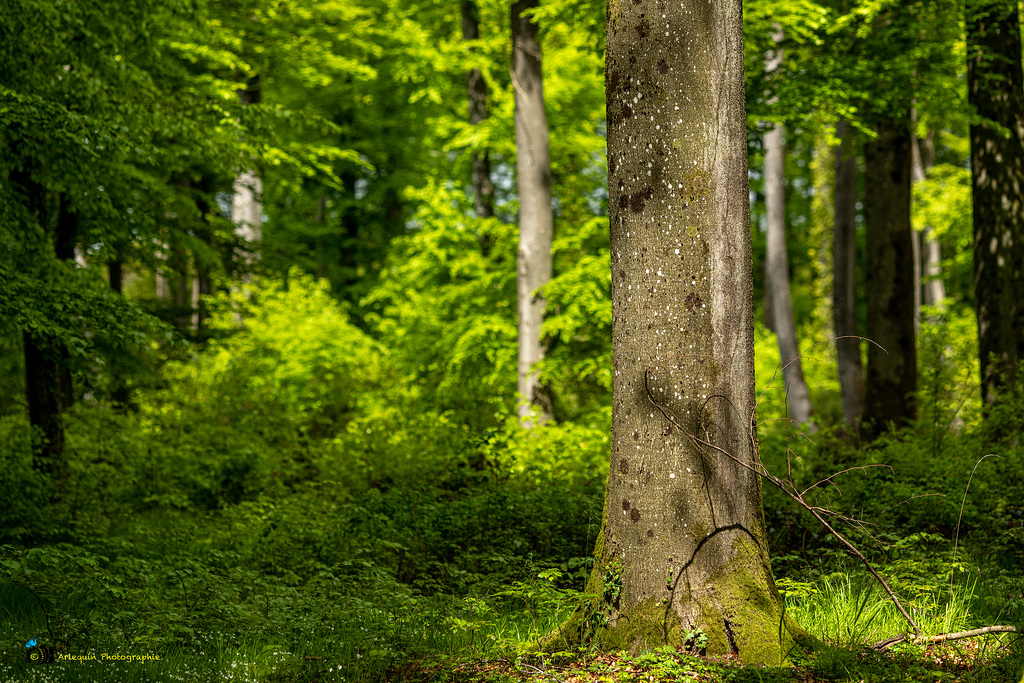 La forêt au mois de mai