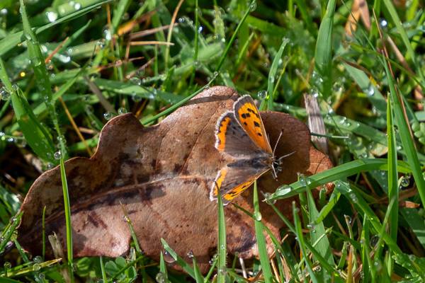 Small Copper-DSZ2352