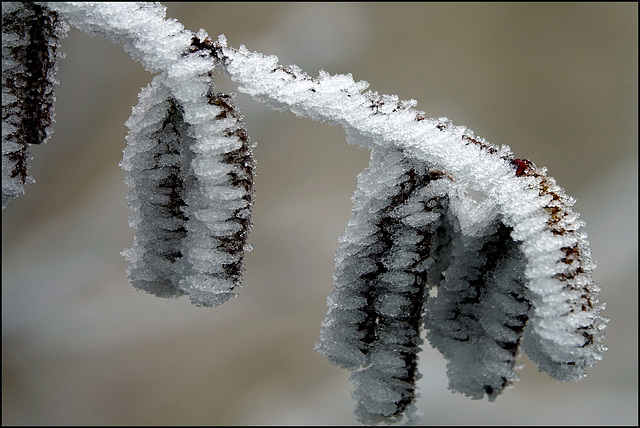 Sind die Knospen steif, liegt es meist am Reif:-)