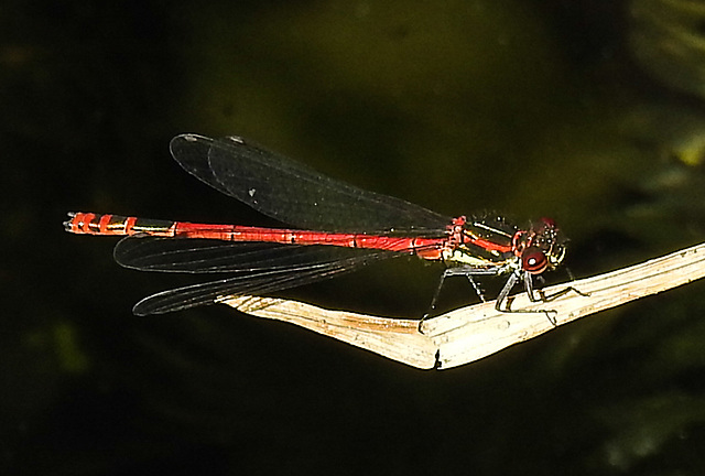 20220515 0939CPw [D~LIP] Adonislibelle (Pyrrhosoma nymphula), Bad Salzuflen