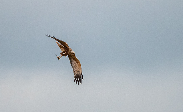 Marsh harrier