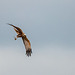 Marsh harrier