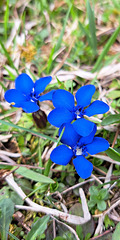 Frühlings-Enzian (Gentiana verna)