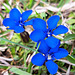 Frühlings-Enzian (Gentiana verna)