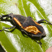 IMG 7197 Weevil-1