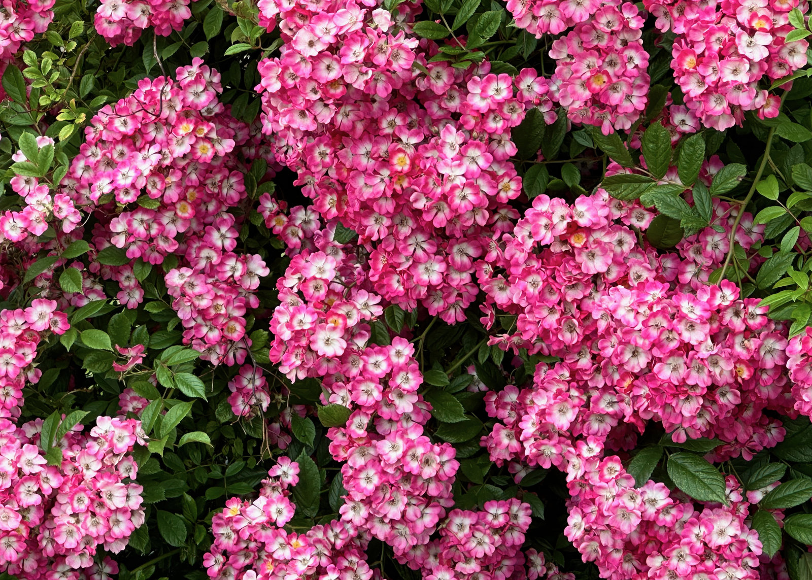 Eisenkraut (Verbena)