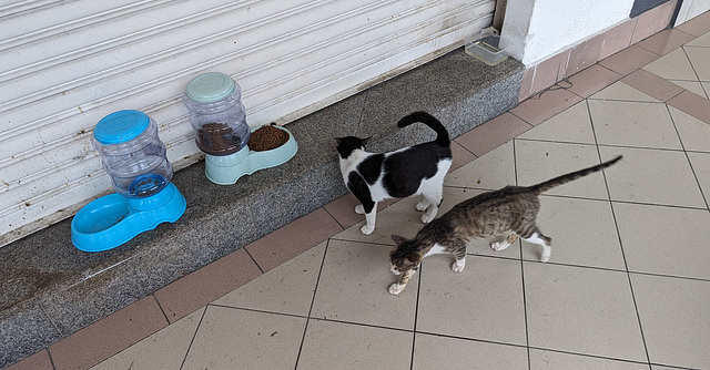 Restaurant pour chats errants / Homeless cats restaurant