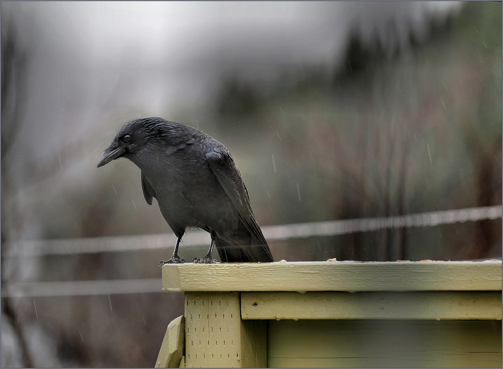 Crow as penguin
