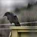 Crow as penguin
