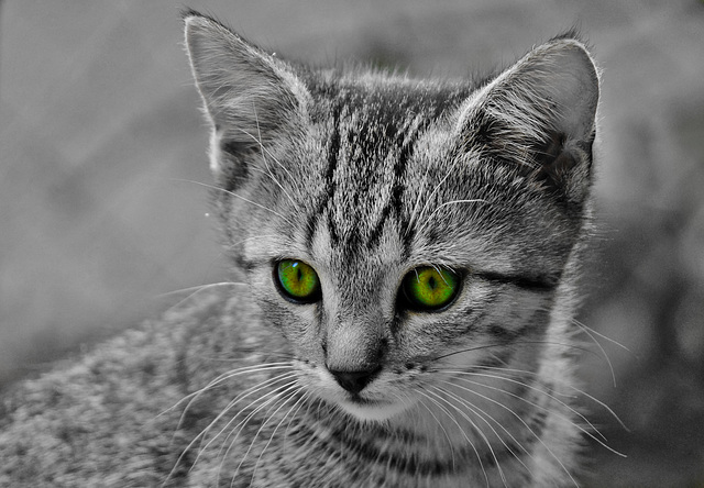 Katzenaugen - Cat's eyes