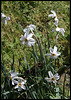 Narcissus poeticus  (2)