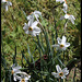 Narcissus poeticus  (2)