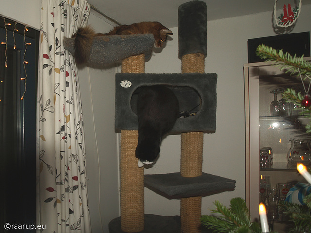 Another attempt at "The cats and Tree" picture... :)