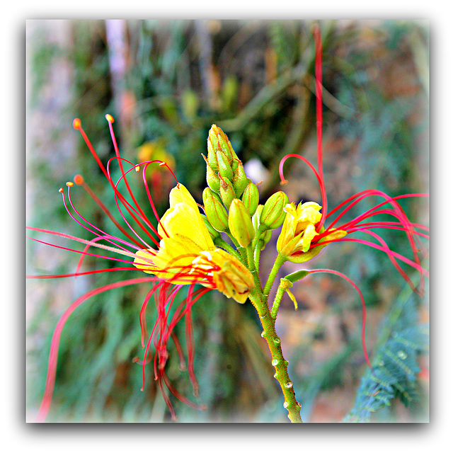 Yellow Bird-of-paradise