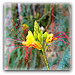 Yellow Bird-of-paradise