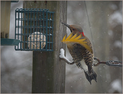 Flicker flashing his underwear at me