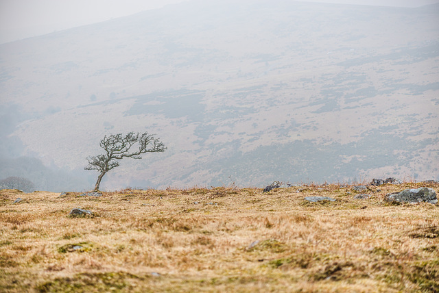 Dartmoor -  20160318