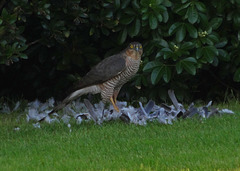 Sparrow Hawk