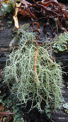 Lichen ID?