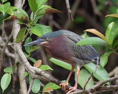 Green Heron