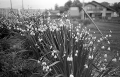 Snowdrops