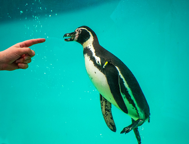 A zookeeper was playing with a penguin.. moving her finger and the penguin was following it.