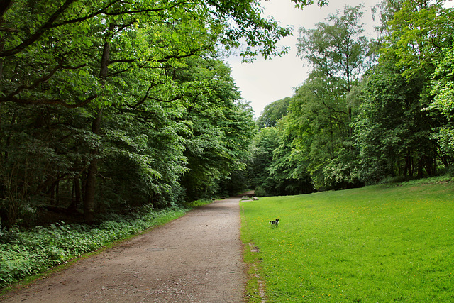 Weg am Rodelberg (Revierpark Vonderort, Oberhausen-Osterfeld) / 21.05.2022