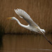 Great white egret