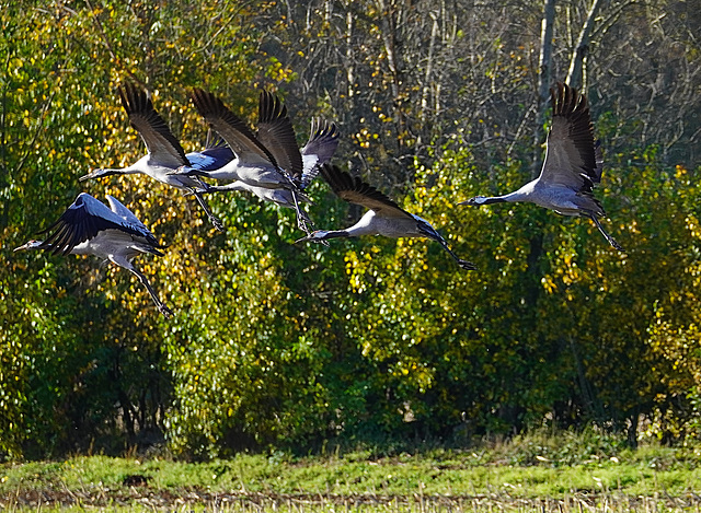 Kraniche im Flug