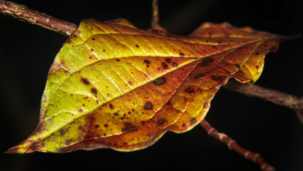 Das herbstliche Blatt hat seinen Platz gefunden :))  The autumnal leaf has found its place :))  La feuille d'automne a trouvé sa place :))