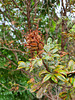 Grevillea, large shrub seed pods
